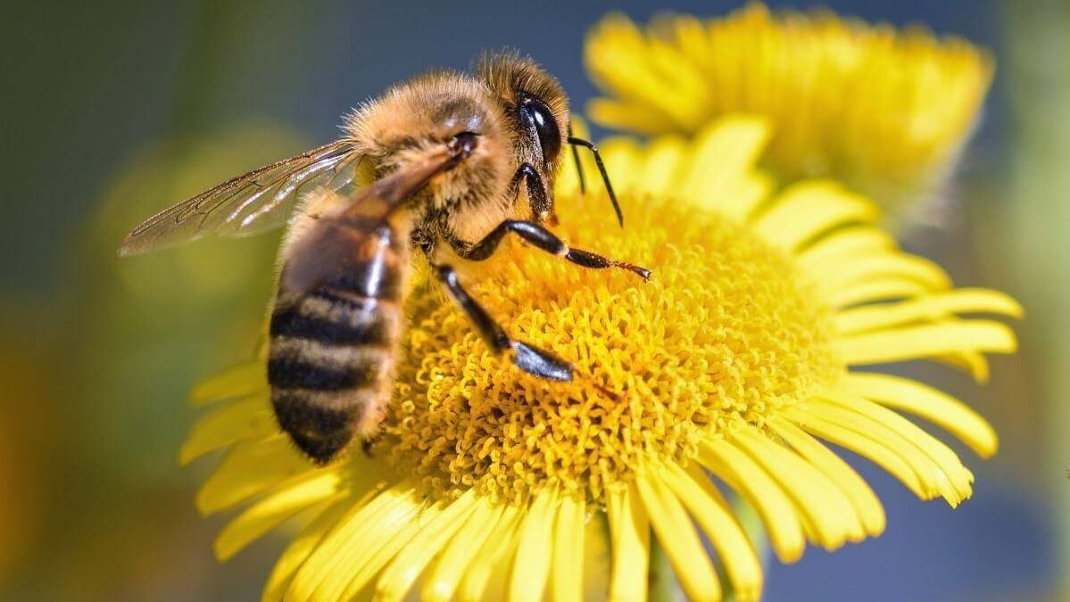 abejas de animalgourmet (2) (1)c